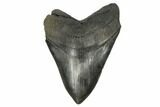 Fossil Megalodon Tooth - South Carolina #170325-1